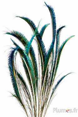 Paon bleu sabre - 50-60 cm - naturel